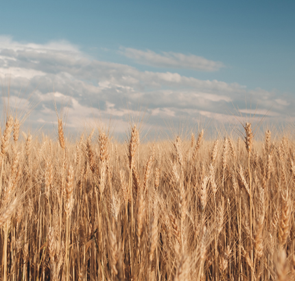 مشروع فدان الخير