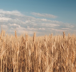 مشروع فدان الخير